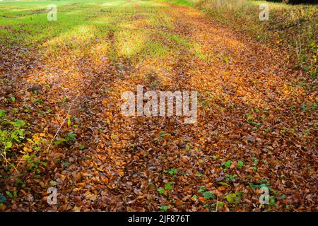 le piante di grano di inverno che emergono appena attraverso le foglie di autunno con le ombre lunghe dal sole di sera Foto Stock