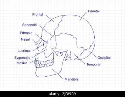 Disegno anatomico delle ossa del cranio umano con una penna sul notebook. Schema della struttura delle parti craniche con descrizione delle ossa. Illustrazione di organi interni umani. Illustrazione Vettoriale