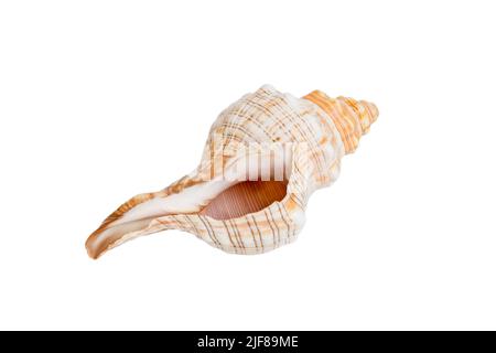 Conchiglia di mare isolata su sfondo bianco. Vista dall'alto della conchiglia. Foto Stock