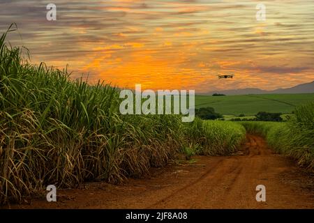 foto di un drone che vola su campi di canna da zucchero al crepuscolo Foto Stock