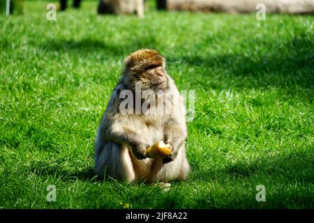 Macaco di Barbary mangiare una pera mentre si siede sull'erba Foto Stock