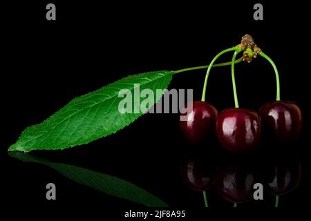un mazzo di tre ciliegie mature con rami Foto Stock