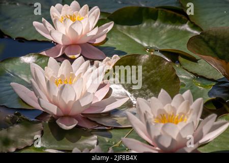 Giglio d'acqua rosa. Tre gigli d'acqua in giornata di sole. Ninfea. Pesca Glow. Ninfea rossa. Bellezza nella natura. Foto Stock