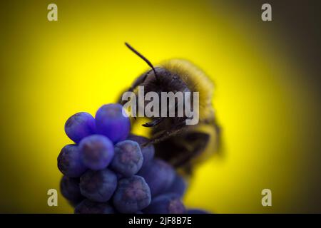 Foto macro di un Bumblebee, impollinando e raccogliendo nettare su un fiore selvatico blu Foto Stock