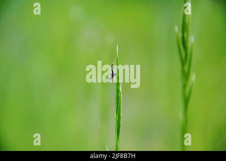 Piccolo ragno tra l'erba verde Foto Stock