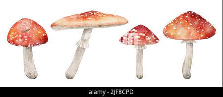 Amonita rossa, illustrazione di funghi acquerelli su uno sfondo bianco isolato Foto Stock