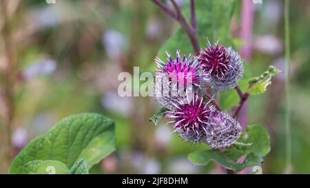 Arzio lappa, comunemente chiamato burdock maggiore, burdock commestibile, lappa, bottoni meggari o felice maggiore specie di piante eurasiatica della famiglia Asteraceae Foto Stock