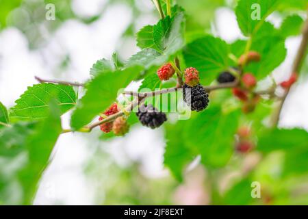 Mulberry matura su un ramo d'albero in un giorno d'estate. Deliziosa bacca dolce, vitamine utili. Foto Stock