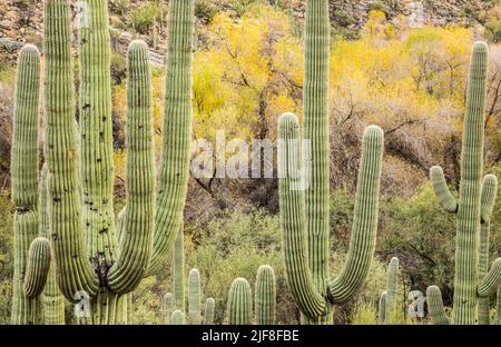 Saguaro cactus e colori autunnali negli alberi a fine dicembre, Sabino Canyon Recreation Area, Arizona, Stati Uniti. Foto Stock