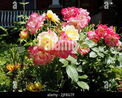 Una varietà di colori su un cespuglio di rose all'inizio dell'estate in un giardino a Ottawa, Ontario, Canada. Foto Stock