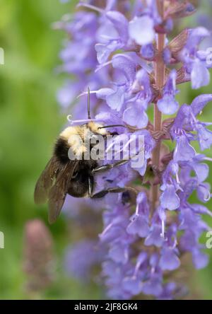 Bombi (Bombus vossesenskii) che si nutrono con il fiore di Salvia Foto Stock