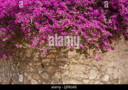 Bougainvillaea pianta appesa su un muro di pietra. Bougainvillea in fiore. Foto Stock