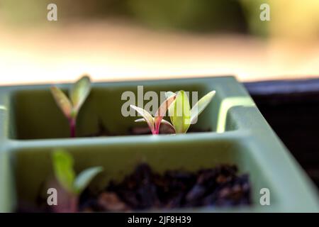 Piantatrici germoglianti con piccole piante di sardo swiis Foto Stock