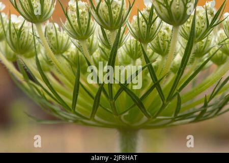 Particolare di Carota selvaggia (Daucus carota) testa di fiore Foto Stock