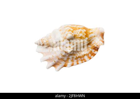 Conchiglia di mare isolata su sfondo bianco. Vista dall'alto della conchiglia. Foto Stock