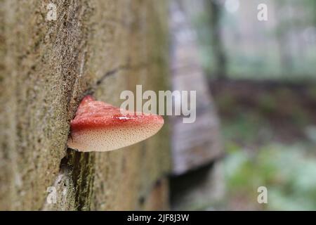 Un giovane funghi Beefsteak (Fistulina hepatica) che assomiglia ad una lingua umana che si stende dal lato di un vecchio ceppo. Foto Stock