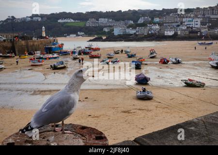 Un gabbiano di aringa europeo che chiama la baia di St Ives, Cornovaglia Foto Stock