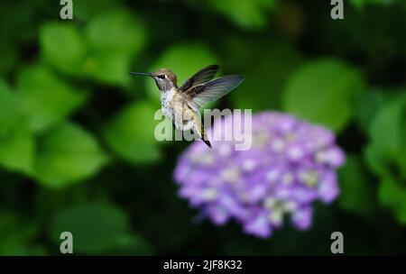 Un colpo selettivo di fuoco di un colibrì verde che vola vicino ai fiori Foto Stock