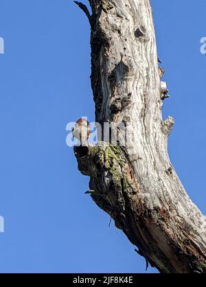 Un colpo verticale di un passero comune su un ramo di albero marciante in un cielo blu Foto Stock