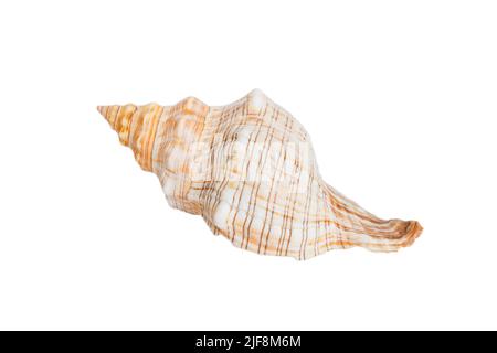 Conchiglia di mare isolata su sfondo bianco. Vista dall'alto della conchiglia. Foto Stock