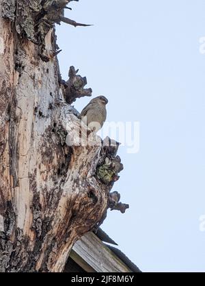 Un colpo verticale di un passero comune appollaiato su un tronco di albero Foto Stock