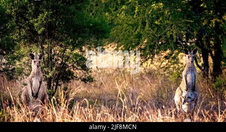 Due canguri australiani nel cespuglio, femmina ha un joey nella sua custodia, maschio è in guardia. Sapphire Wetlands Reserve, Queensland Australia. Foto Stock