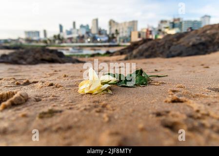 Fiore bianco sulla sabbia della spiaggia di Rio Vermelho. Salvador, Bahia, Brasile. Foto Stock