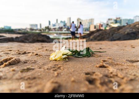 Fiore bianco sulla sabbia della spiaggia di Rio Vermelho. Salvador, Bahia, Brasile. Foto Stock