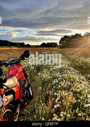 Moto in un campo di fiori in una serata estiva nella campagna britannica 1982 honda xl500 xl500r Foto Stock