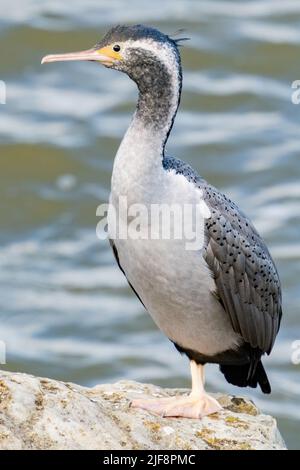 La Nuova Zelanda ha avvistato lo shag alle acque del bordo sulle rocce frangiflutti a Hokitika. Foto Stock