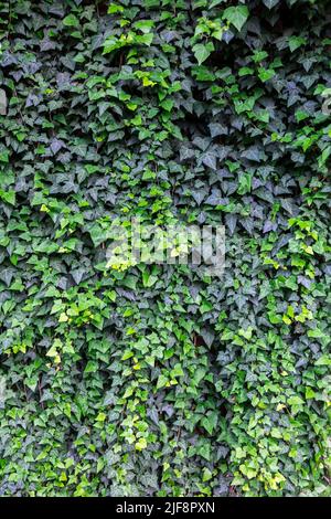 Un muro coperto di edera. Paesaggistica in interesse ed esterno. Foto Stock