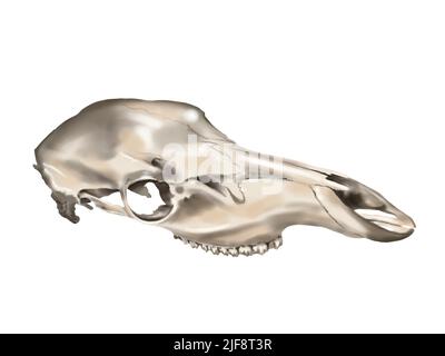 Acquerello illustrazione di un cavallo cranio. Realistico cranio animale Foto Stock