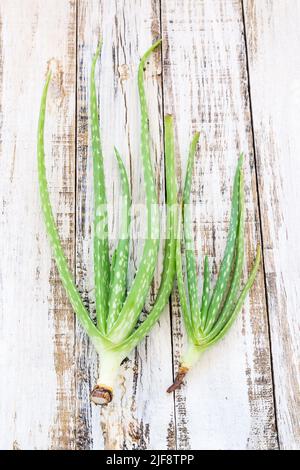 Primo piano aloe vera fresca su sfondo di legno Foto Stock