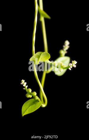 giovane spinaci malabar o vite di pianta di spinaci di ceylon isolato su sfondo nero, basella alba o basella rubra conosciuto come spinaci di vite, vista closeup Foto Stock