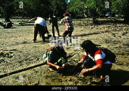 Conservazionisti marini e funzionari del governo locale piantando alberi di mangrovie su un'area di riabilitazione di mangrovie durante una visita dei media organizzata dal Conservancy naturale e WWF-Indonesia nel villaggio costiero di Tanjung Batu a Berau, Kalimantan orientale, Indonesia. Le mangrovie del paese hanno sofferto per decenni a causa di una separazione tra il loro reale valore e le politiche e le istituzioni del governo, un rapporto di Benjamin Brown e Satyawan Pudyatmko ha rivelato, come pubblicato sulla conversazione il 22 giugno 2022. Foto Stock