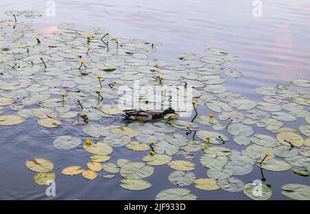 Anatra nuota in un laghetto pieno di gigli d'acqua gialli, sera, tramonto. Foto Stock