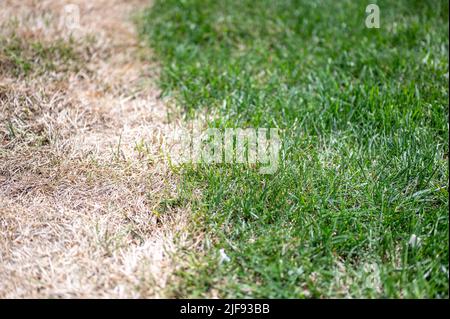 Distinzione visibile tra prato sano e erba bruciata chimica. Foto Stock