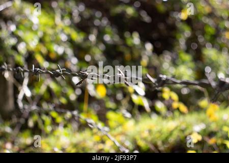 singolo filo di filo spinato isolato su sfondo verde naturale Foto Stock