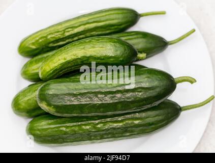 'Dita verdi F1' cetriolo, Gurka (Cucumis sativus) Foto Stock