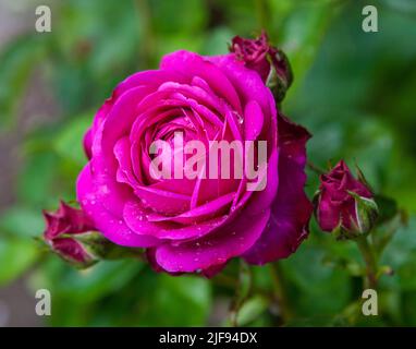 "Heidi Klum' Floribunda Rose, Floribundaros (rosa) Foto Stock