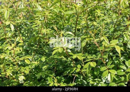 Foglie verdi giovani di rosa. Sfondo verde naturale. Foto reale Foto Stock