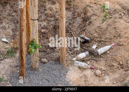 Lipsia, Germania. 30th giugno 2022. Le bottiglie vuote di vino e birra si trovano accanto a un albero sul lato della strada. Credit: Jan Woitas/dpa/Alamy Live News Foto Stock