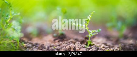 I piselli piantati nel suolo si maturano sotto il sole. Terreno coltivato vicino con germoglio. Pianta agricola che cresce in fila di letto. Raccolto di cibo naturale verde Foto Stock