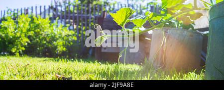 Germoglio di zucca lungo sotto il sole estivo. Terreno coltivato vicino con germoglio. Pianta agricola che cresce in fila di letto. Raccolto di cibo naturale verde Foto Stock