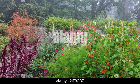 Una mattinata di luglio nebbiosa nel Kitchen Garden di Aberglasney Foto Stock