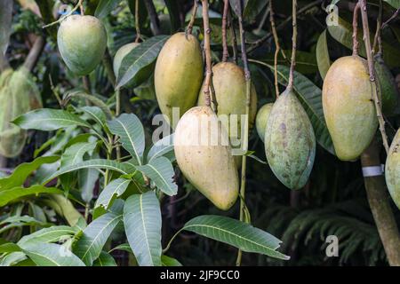 Albero di Mango con appendere vari manghi da vicino Foto Stock