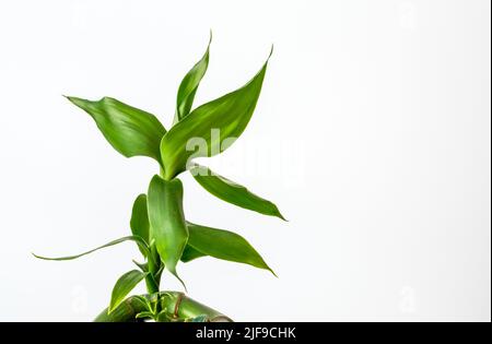 Lucky Bamboo, Ribbon Dracaena, curly Bamboo, Chinese Aquatic Bamboo, pianta da vicino su uno sfondo bianco, sfondo per i progetti Foto Stock