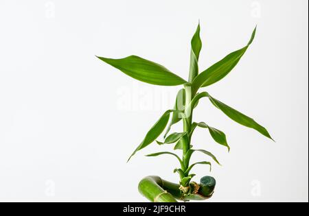 Lucky Bamboo, Ribbon Dracaena, curly Bamboo, Chinese Aquatic Bamboo, pianta da vicino su uno sfondo bianco, sfondo per i progetti Foto Stock