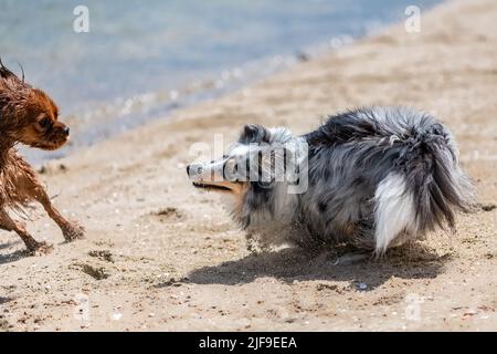 Un cucciolo shetland sheepdog sulla spiaggia, giocando con un cavalier re Carlo Foto Stock