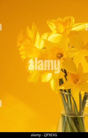 Fiori di narcisi in piedi in un vaso trasparente contro il muro giallo Foto Stock